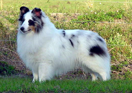 bi blue sheltie